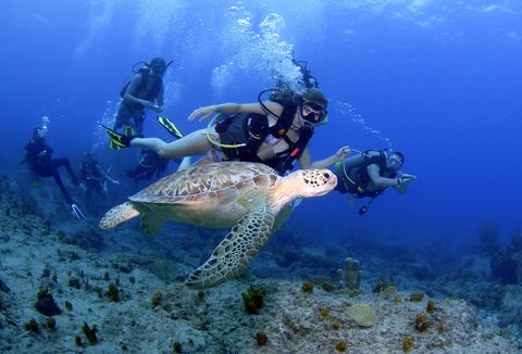 scuba diving, diving, snorkeling, turtle, Sun Sports islamorada